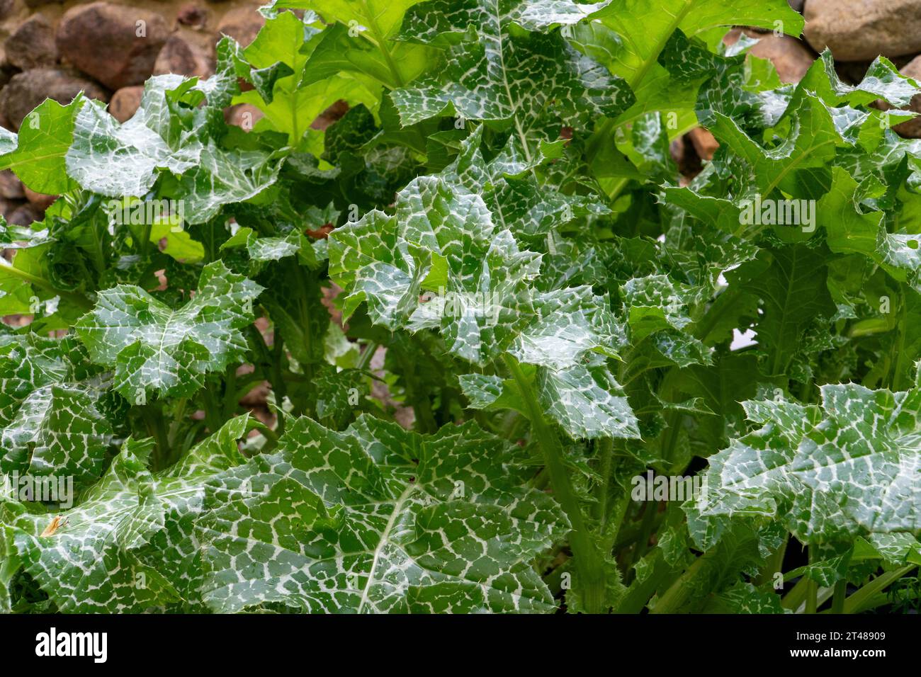 A milk thistle plant grows in a stone garden. Take in the intricate texture of its leaves, adorned with milky white veins, in a close-up. This plant h Stock Photo