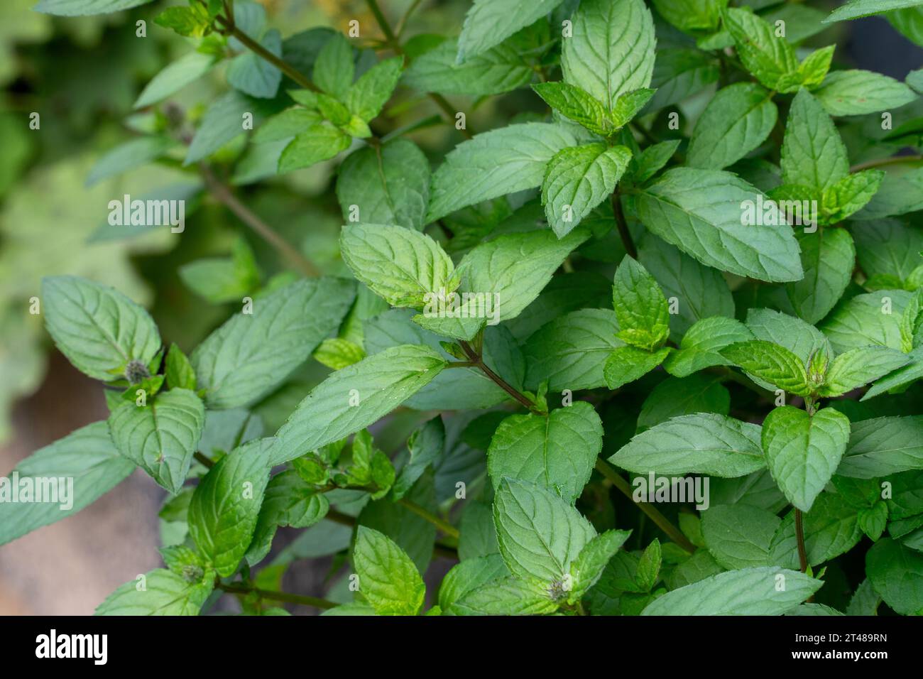 Close-up view of peppermint plant stems adorned with vibrant green leaves. This aromatic herb is commonly used as a food spice and has a long history Stock Photo