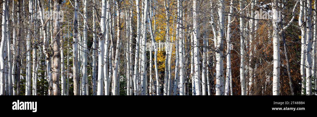 A panorama image of a stand of quaking aspens with some orange, yellow, and greens peeking through the background. Fall in the Colorado mountains Stock Photo