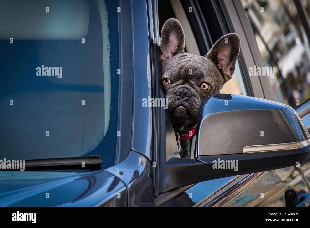 An inquisitive French bulldog looks out of a BMW car window Stock Photo