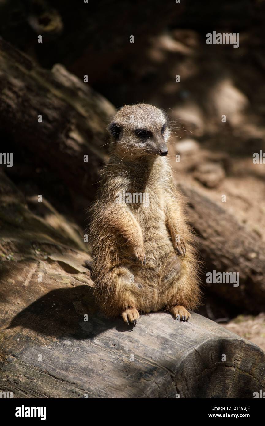 Tiere erdmännchen hi-res stock photography and images - Alamy