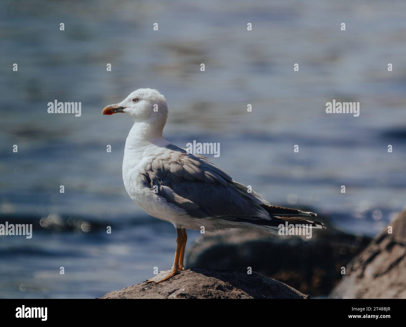 seagull in the mediterranean Stock Photo