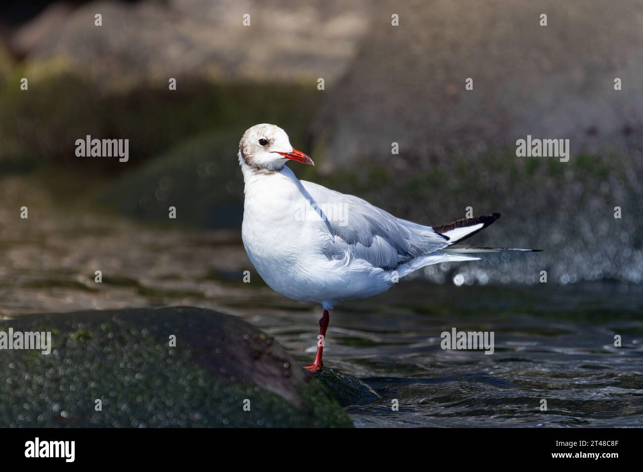 seagull in the mediterranean Stock Photo