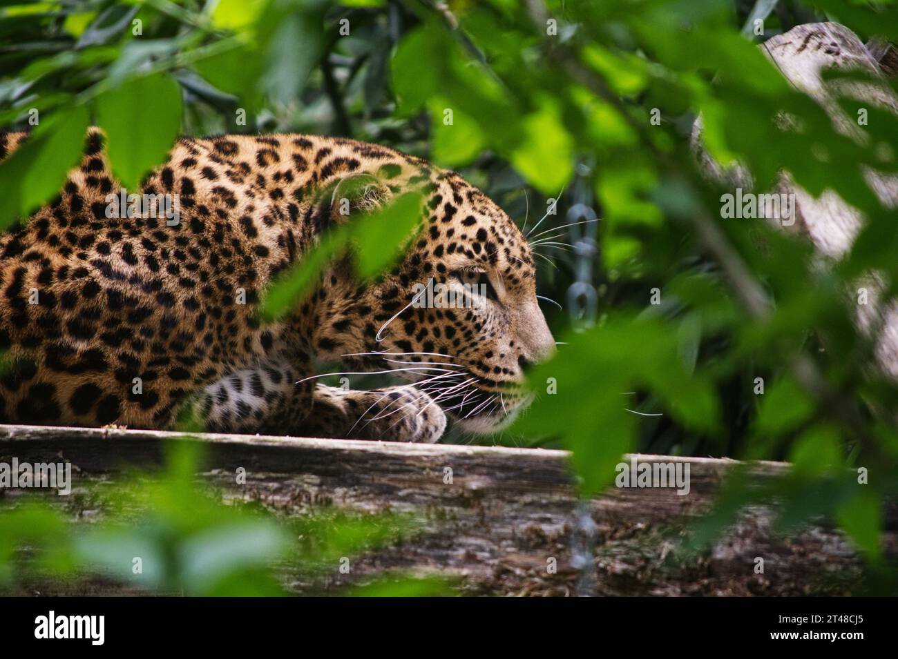 Sri Lanka Leopard Stock Photo