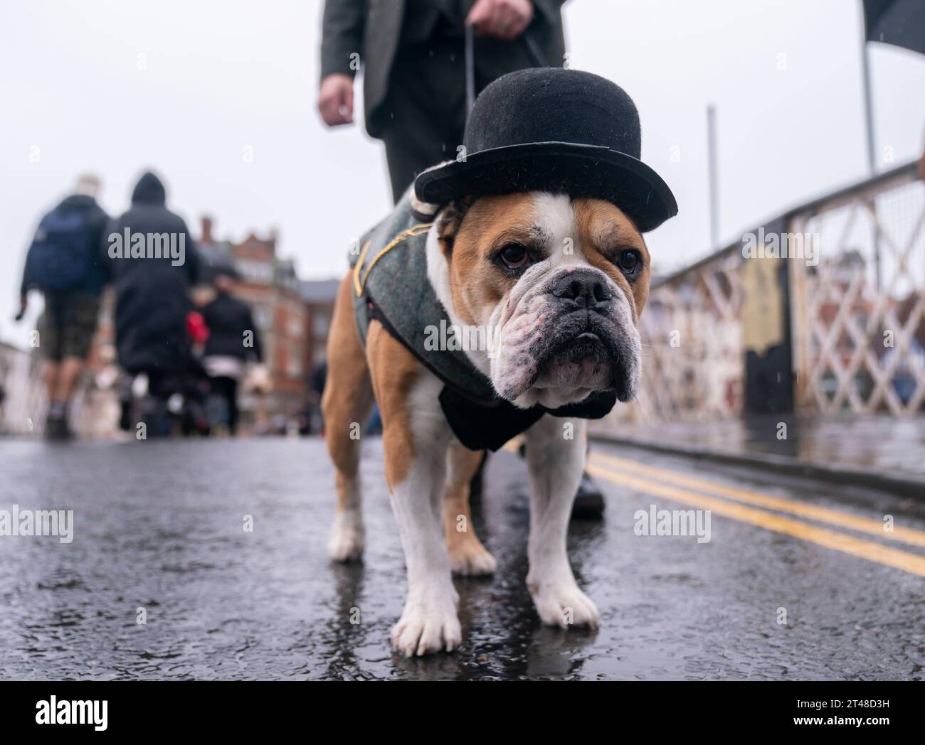 Bowler hat for dogs sale