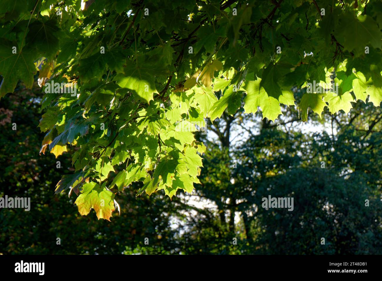Background autumn mood: maple leaves in the backlight Stock Photo - Alamy