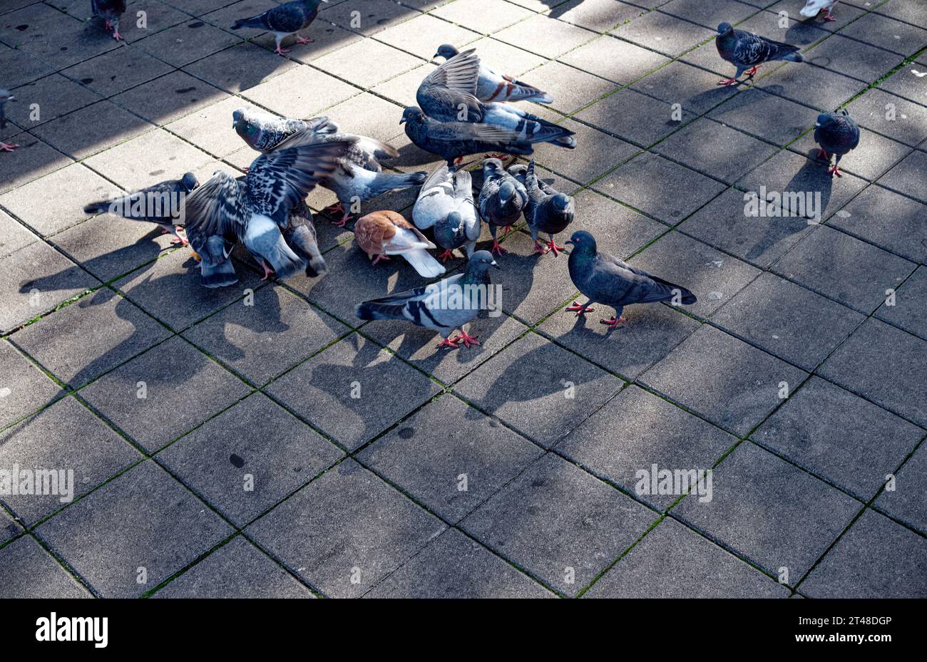 Animals in the city: A flock of pigeons in the city fight over food ... Biology Diagrams