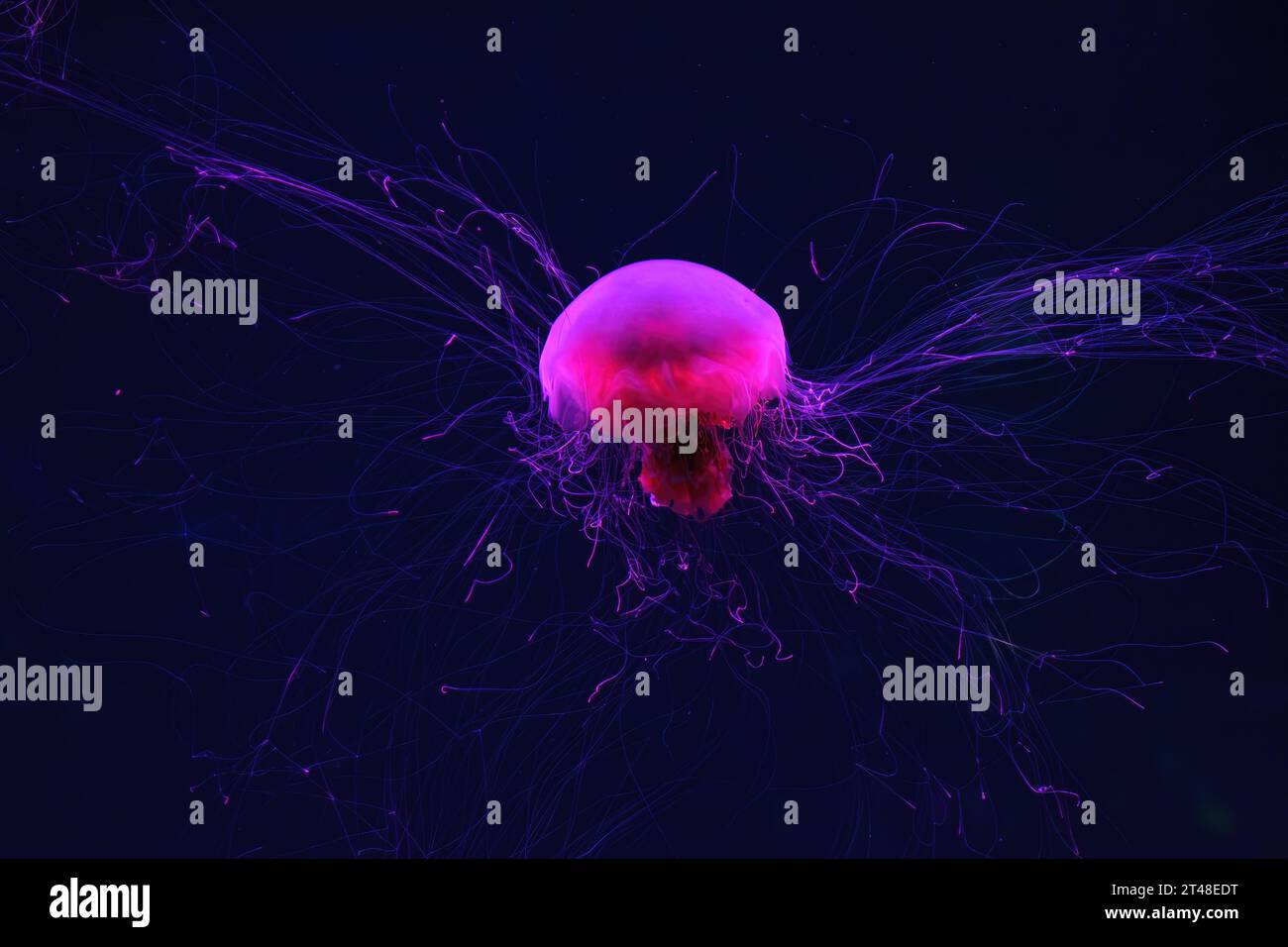 Fluorescent jellyfish swimming underwater aquarium pool with red neon