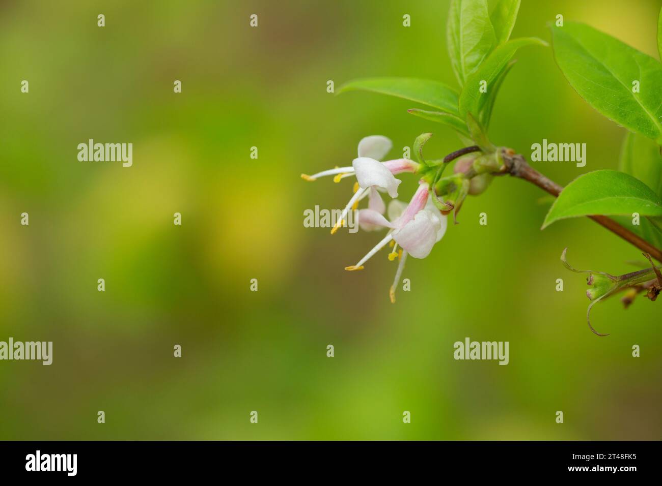 macro closeup beautiful white yellow blooming Lonicera fragrantissima