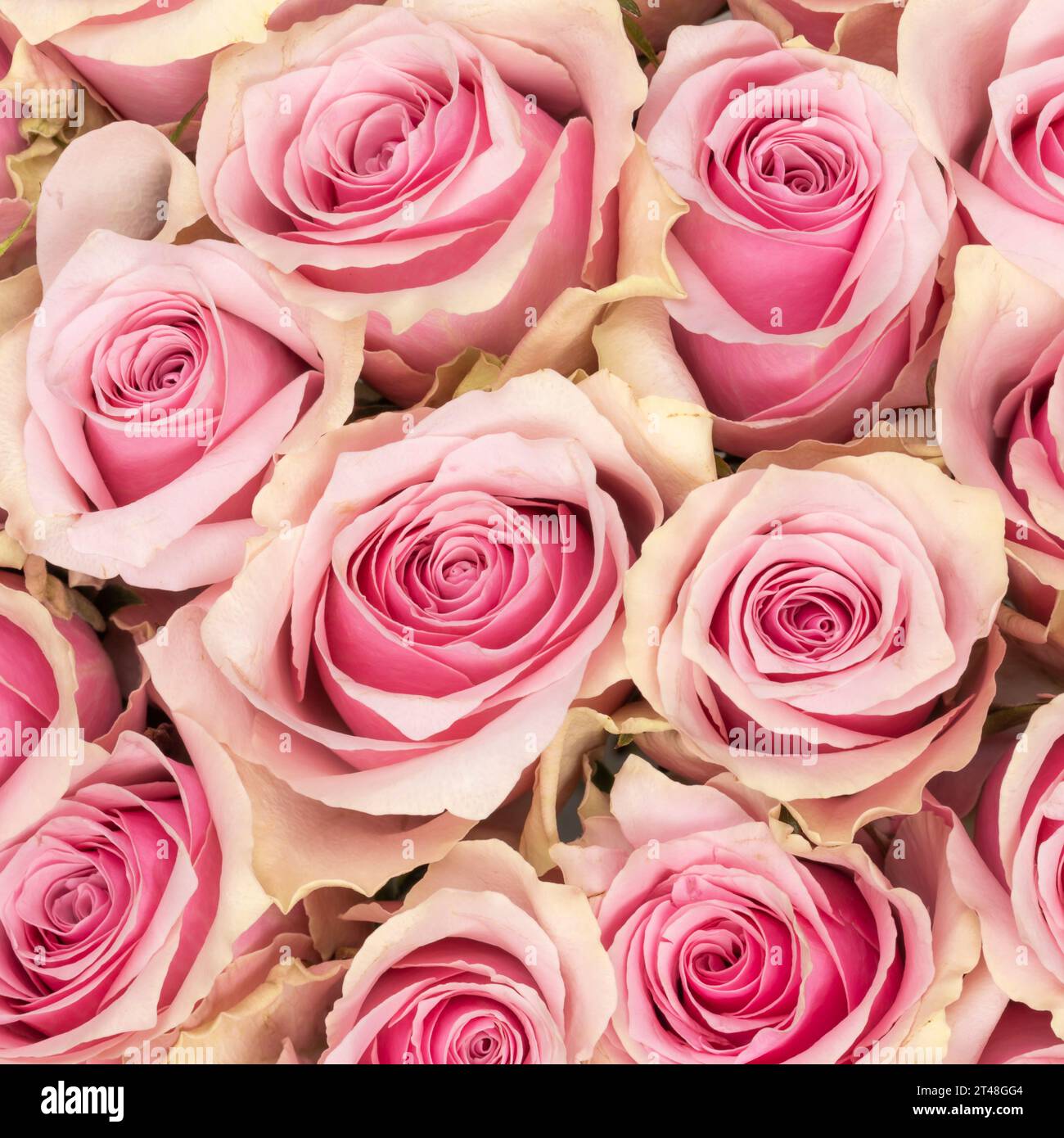 Frame filled with petals hi-res stock photography and images - Alamy
