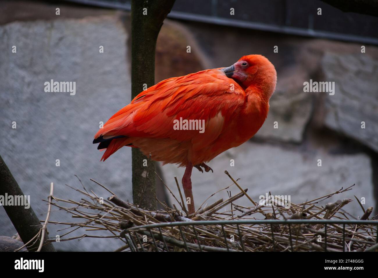 Roter bund hi-res stock photography and images - Alamy