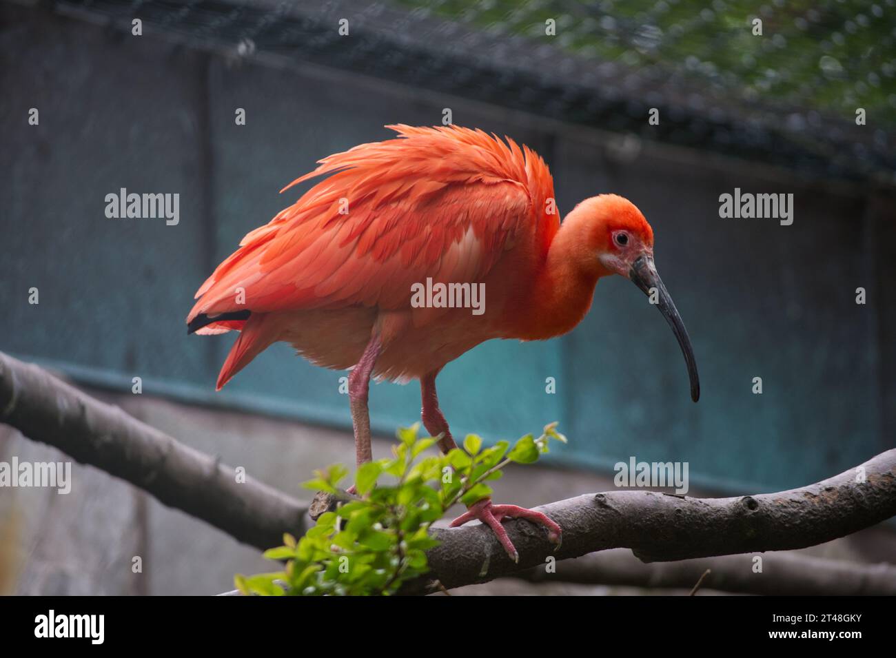 Roter bund hi-res stock photography and images - Alamy