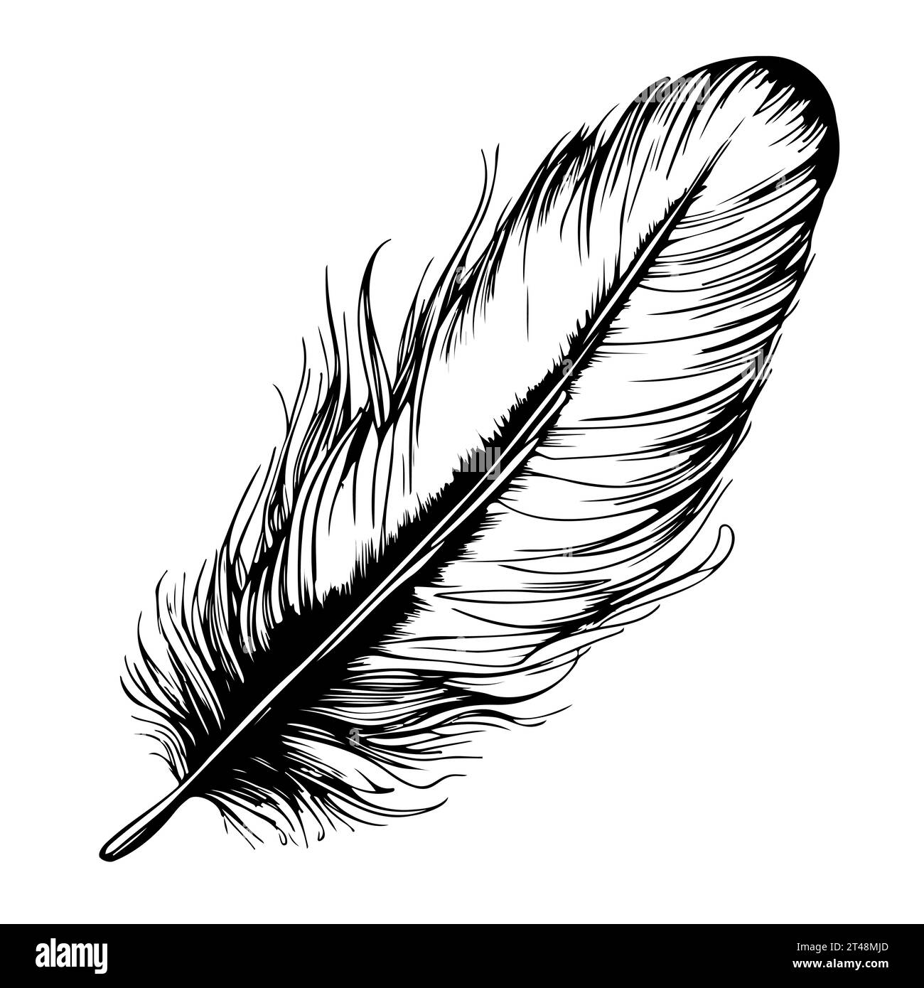 Black and white bird feather hand drawn vector illustration Stock ...