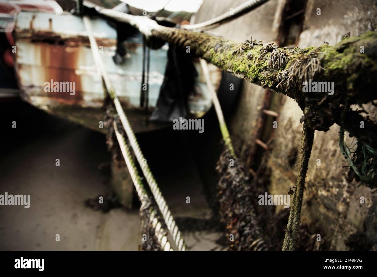Tide Ropees Seaweed on mooring ropes at low tide Stock Photo - Alamy
