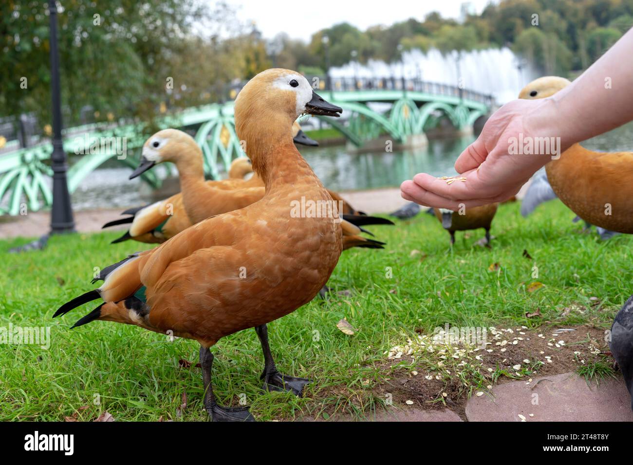 Red Duck or Ogar Duck eats food from human hands. Stock Photo