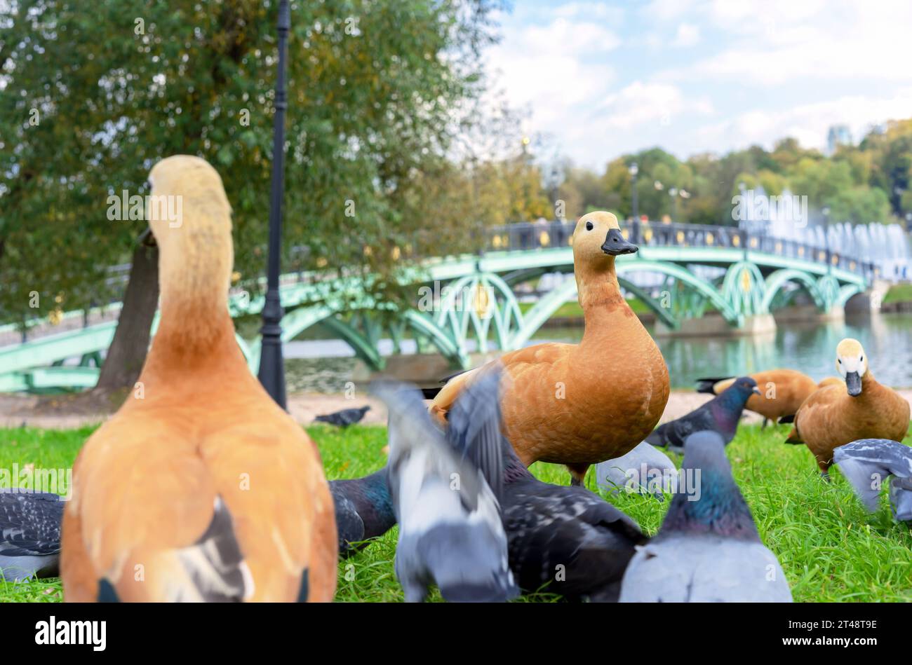 Red ducks or Ogar ducks and pigeons on the river bank with a beautiful bridge. Stock Photo