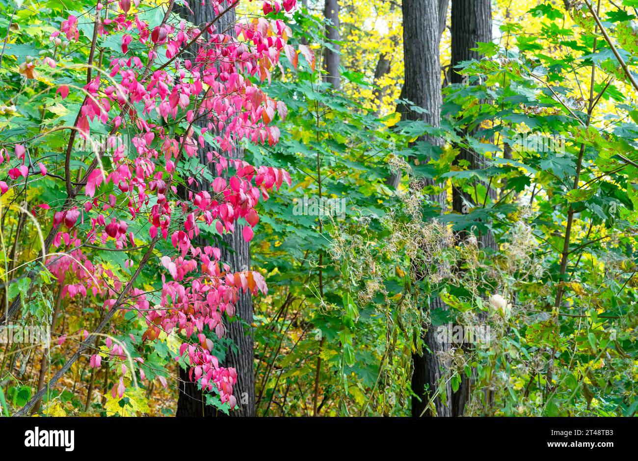 Red leafs of euonymus alatus in garden autumn. Beauty of autumn, colorful foliage. Stock Photo