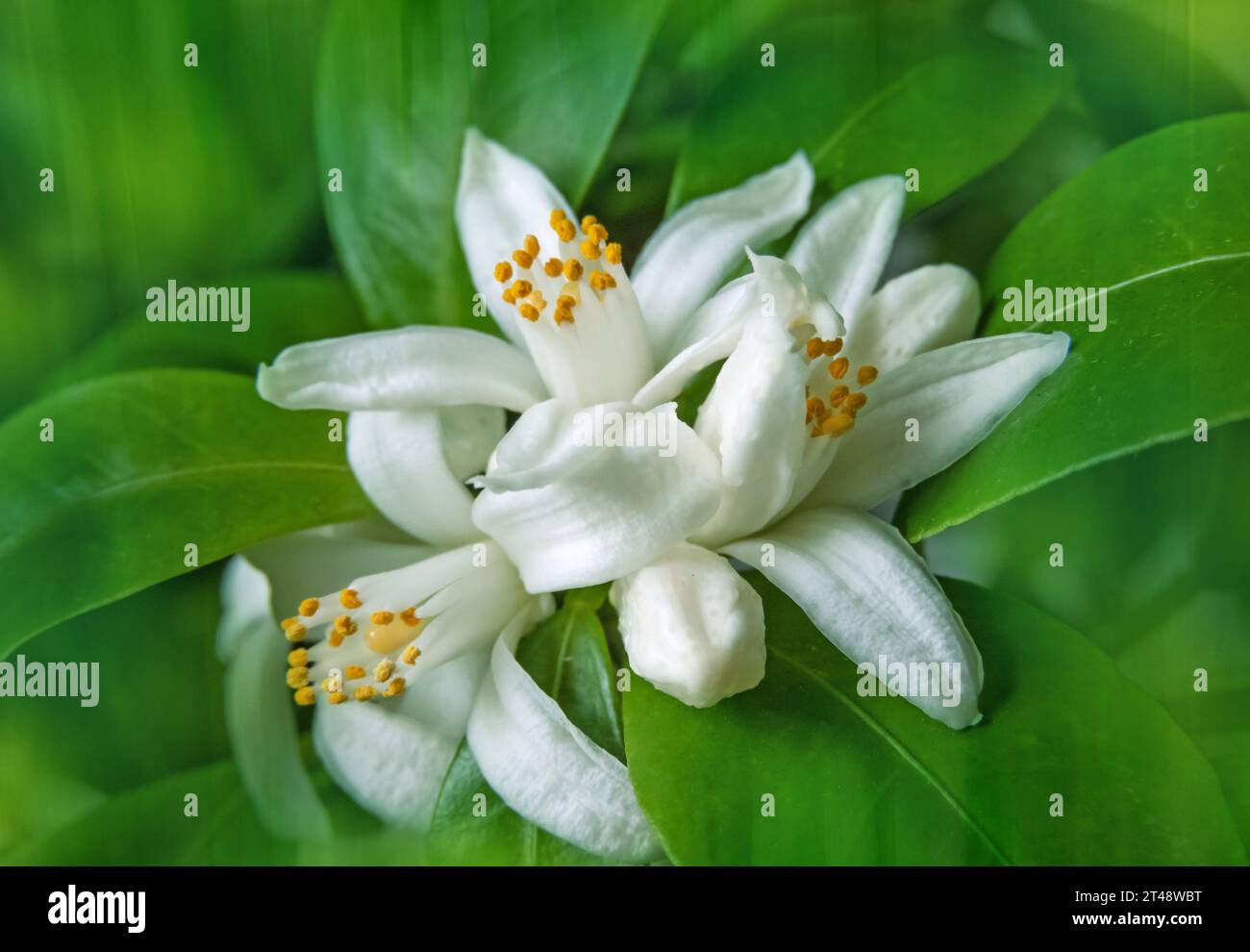 White orange tree flowers and buds bunch. Calamondin blossom on the blurred textured garden background. Stock Photo