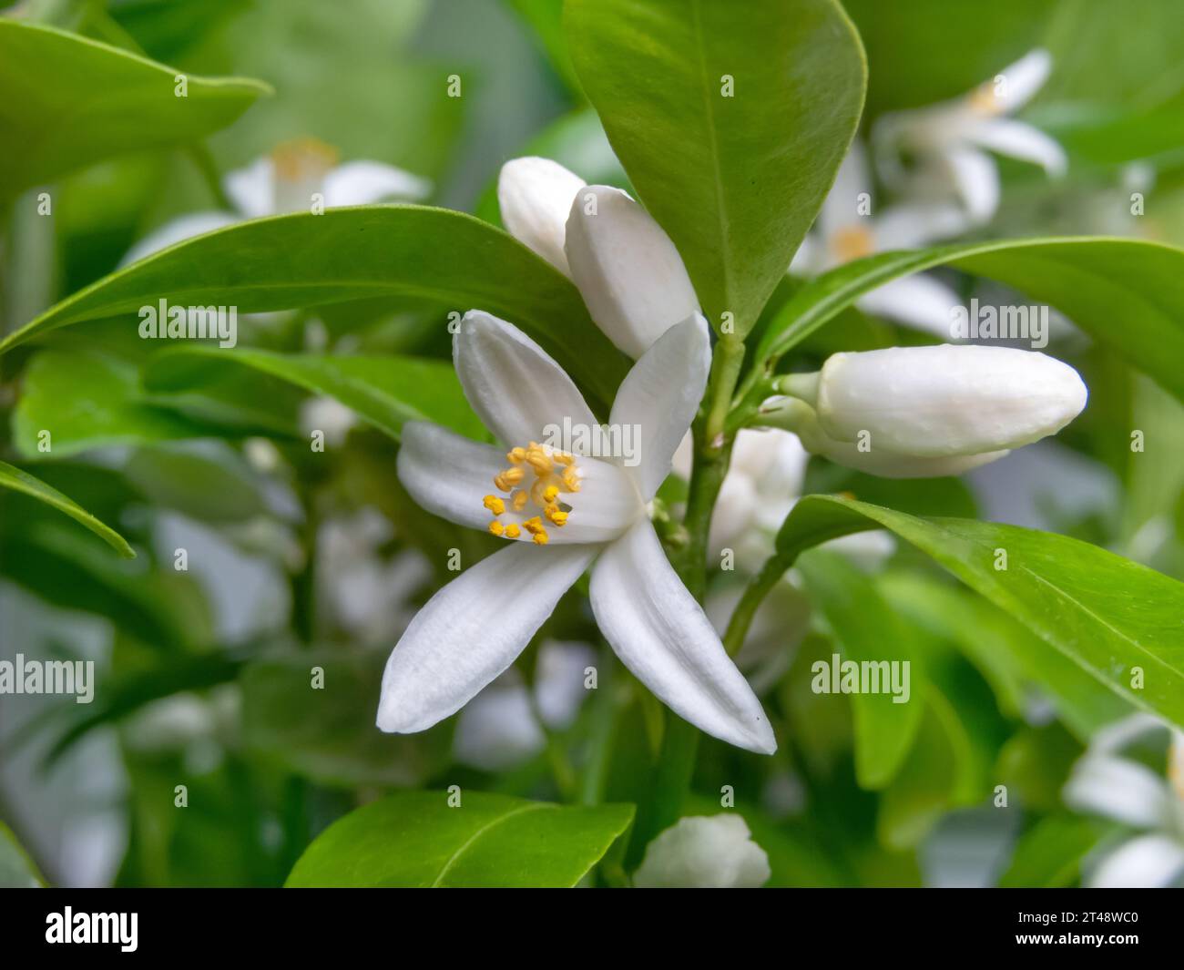 Calamondin or calamansi fruit flowers, buds and leaves branch. Citrus hybrid blossom. Stock Photo