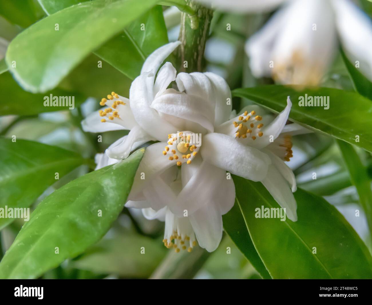 Calamansi or calamondin fruit flowers and leaves branch. Citrus hybrid blossom. Philippine lime or lemon. Stock Photo