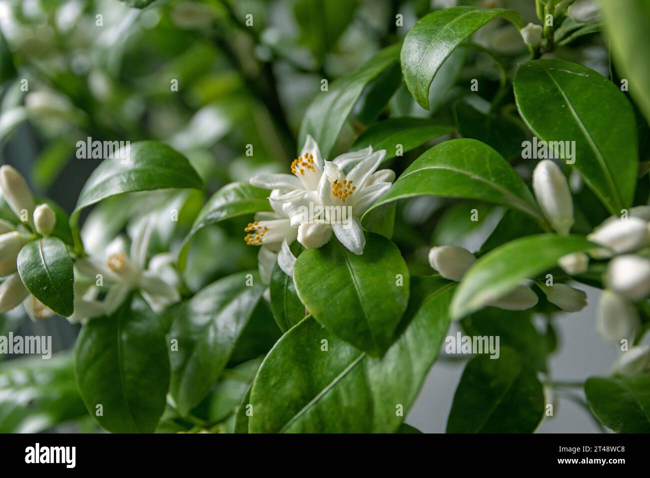 Calamondin or calamansi fruit flowers, buds and leaves. Abundant citrus hybrid blossom. Stock Photo