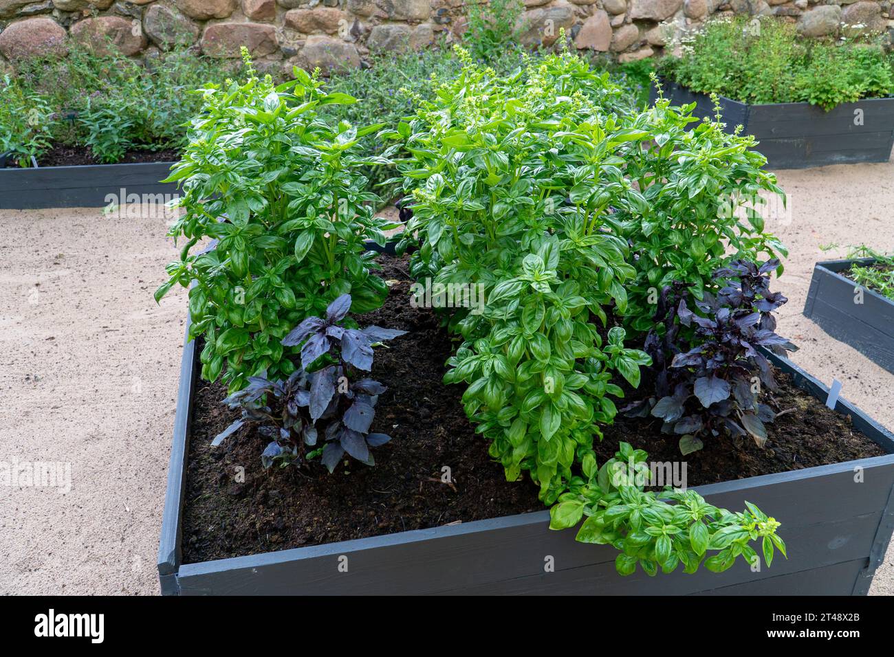 Planter boxes. Marvel at the thriving bush basil plants in wooden garden boxes. Renowned for its aromatic qualities, basil enhances the flavor of soup Stock Photo