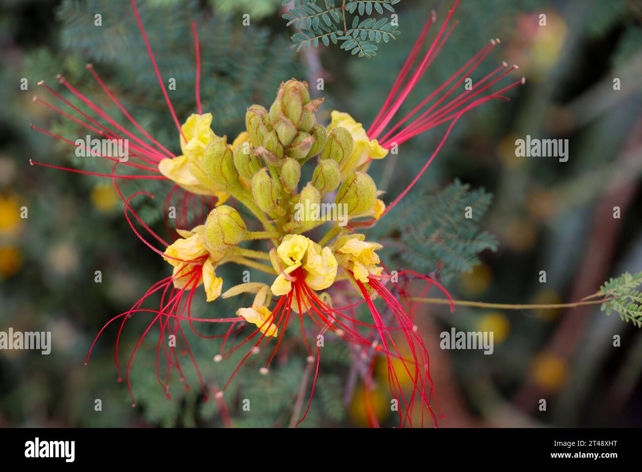 Bird of paradise bush Caesalpinia gilliesii in close-up Stock Photo