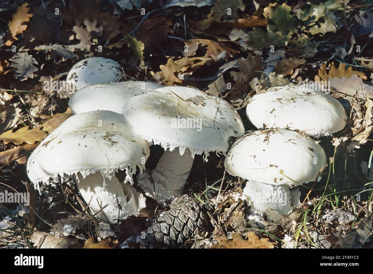 some specimens of european white egg mushroom, Amanita ovoidea; Amanitaceae Stock Photo