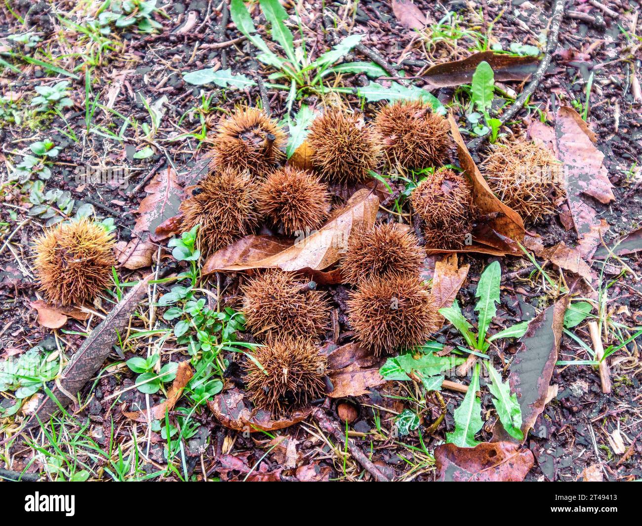 Fallen fruits of the American Chestnut Tree (Castanea dentata) tree - Ribaloche forest, Indre-et-Loire (37), France. Stock Photo