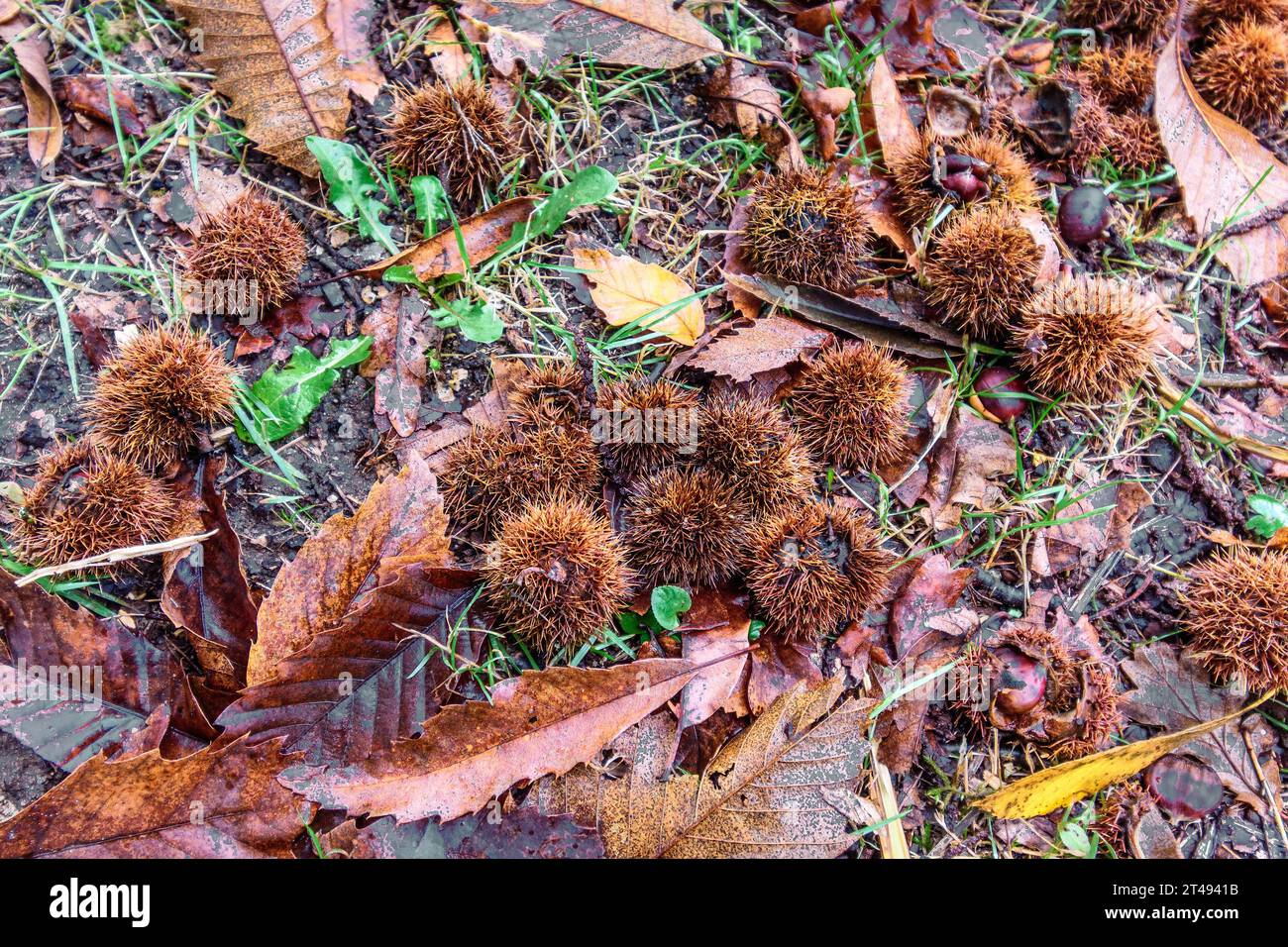 Fallen fruits of the American Chestnut Tree (Castanea dentata) tree - Ribaloche forest, Indre-et-Loire (37), France. Stock Photo