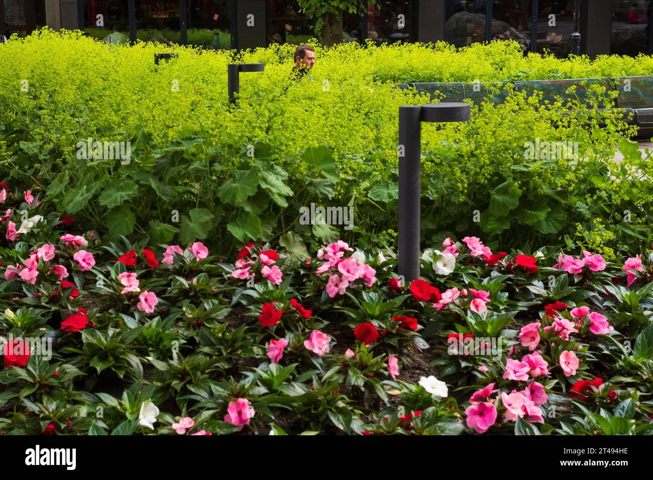 Bergen, Norway, June 22, 2023: A man sits near a garden and appears to be swallowed by a plant in Julemarked Byparken in the center of Bergen during a Stock Photo