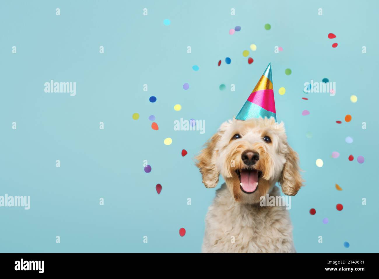 Happy cute labradoodle dog wearing a party hat celebrating at a birthday party, surrounding by falling confetti Stock Photo