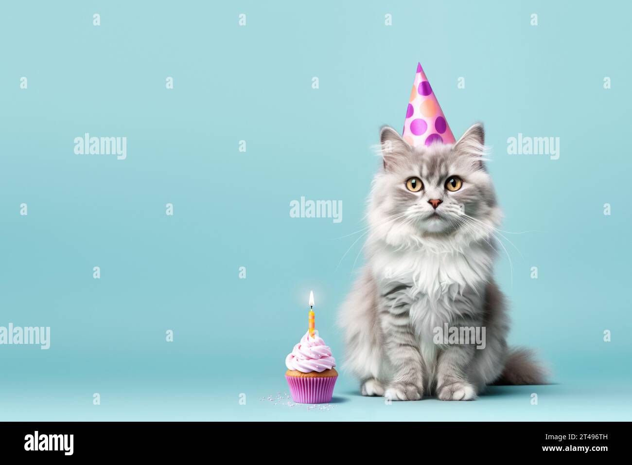 Grumpy cat birthday hi-res stock photography and images - Alamy, image size:1300x956