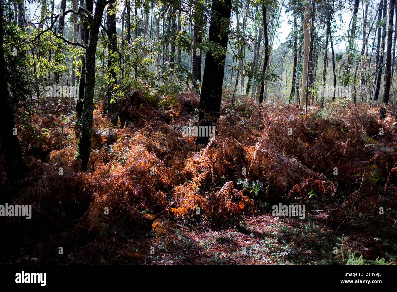 Ferns in the fall woods after a rain. Stock Photo