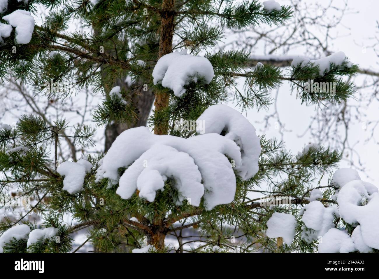 pine trees Bowmont Park Calgary Alberta Stock Photo