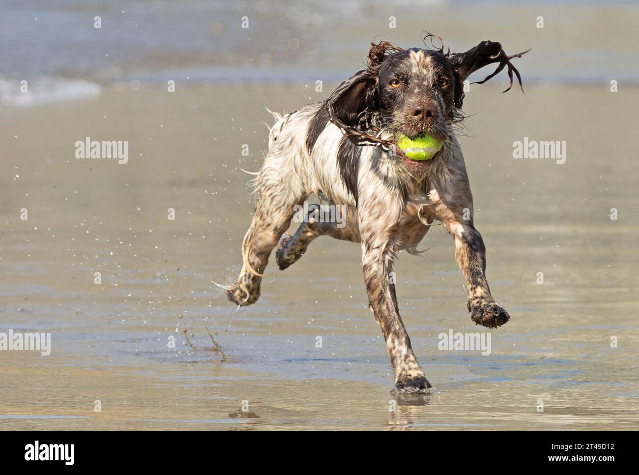 cocker spaniel with ball at the beach. uk Stock Photo