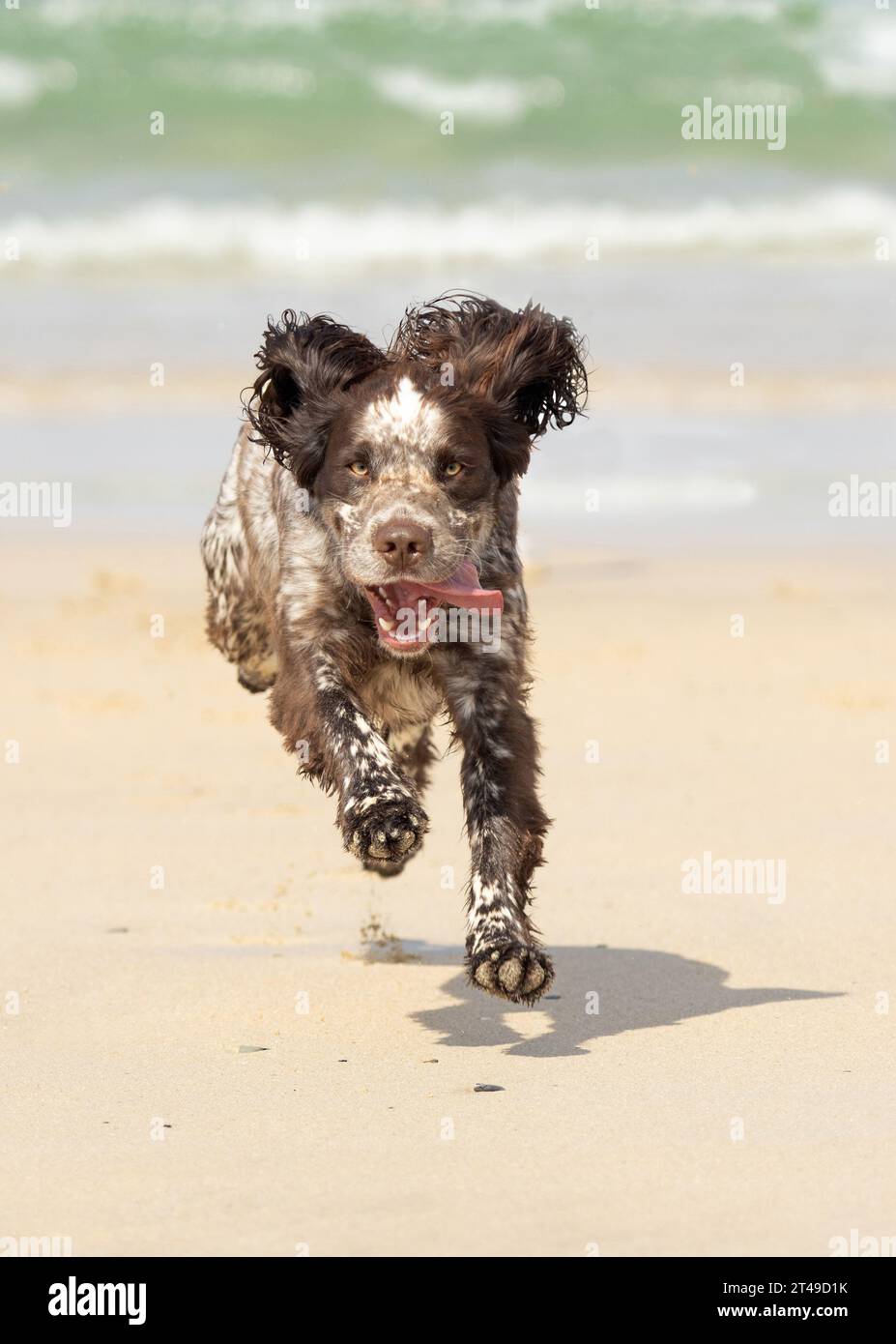 cocker spaniel running across the beach Stock Photo