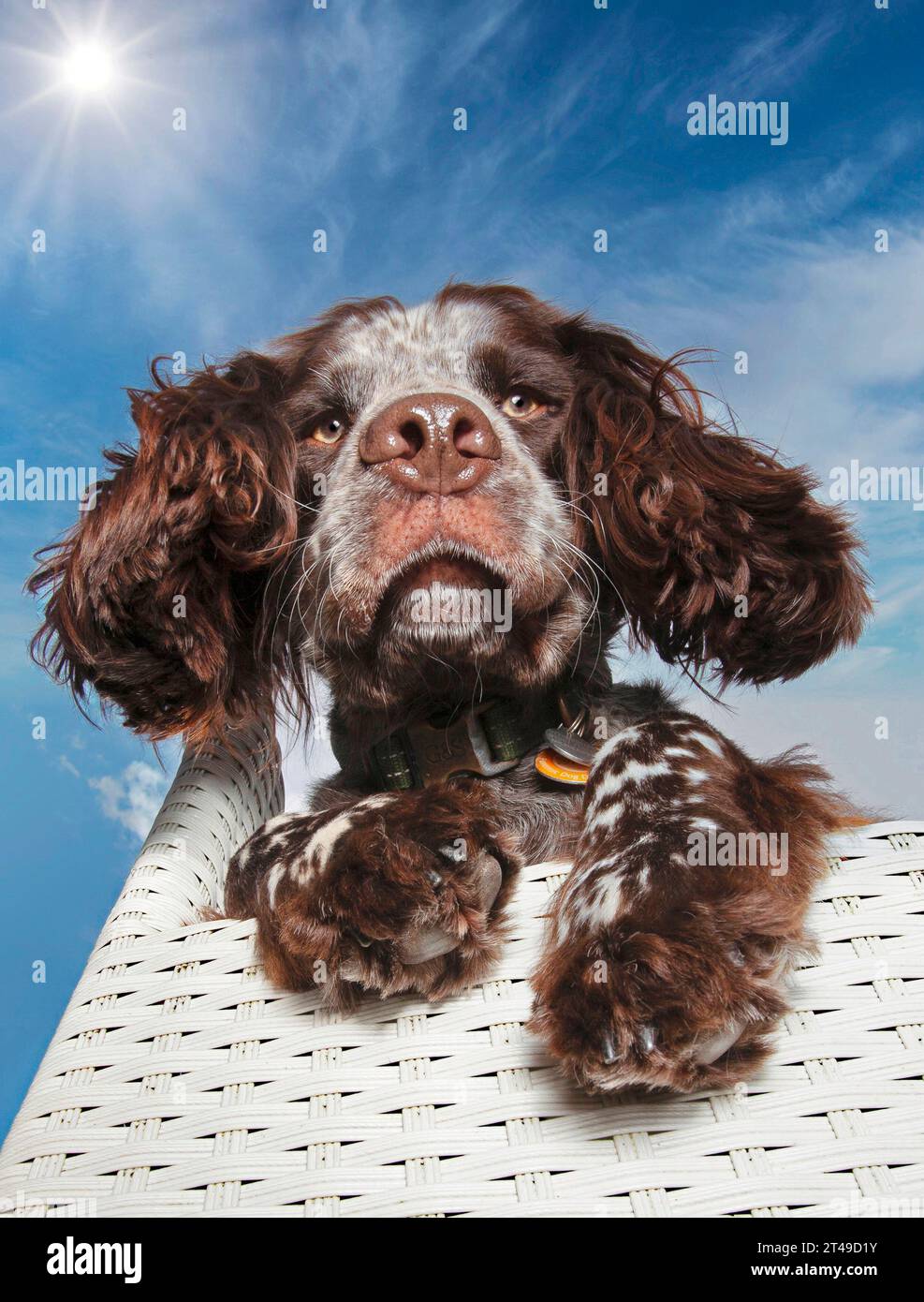 Cocker spaniel sitting in chair Stock Photo