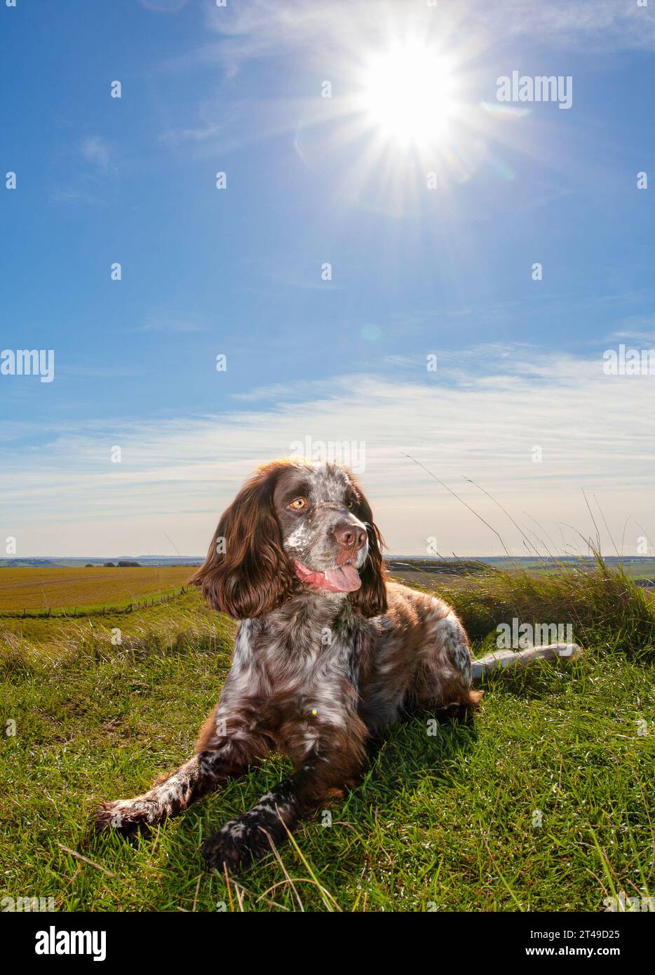 cocker spaniel sat with sunshine background. uk Stock Photo
