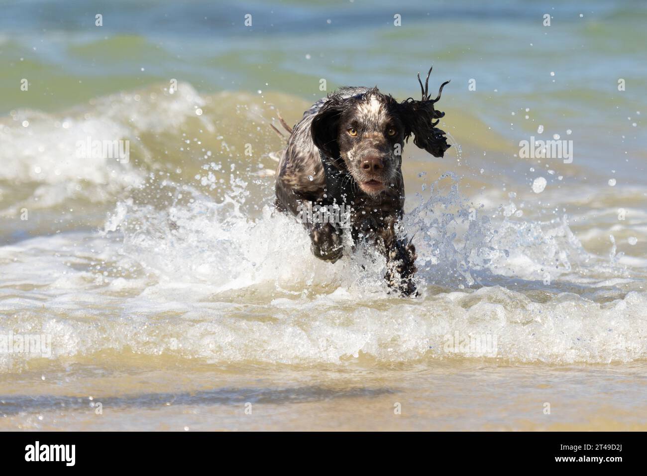cocker spaniel running in the waves at beach. uk Stock Photo