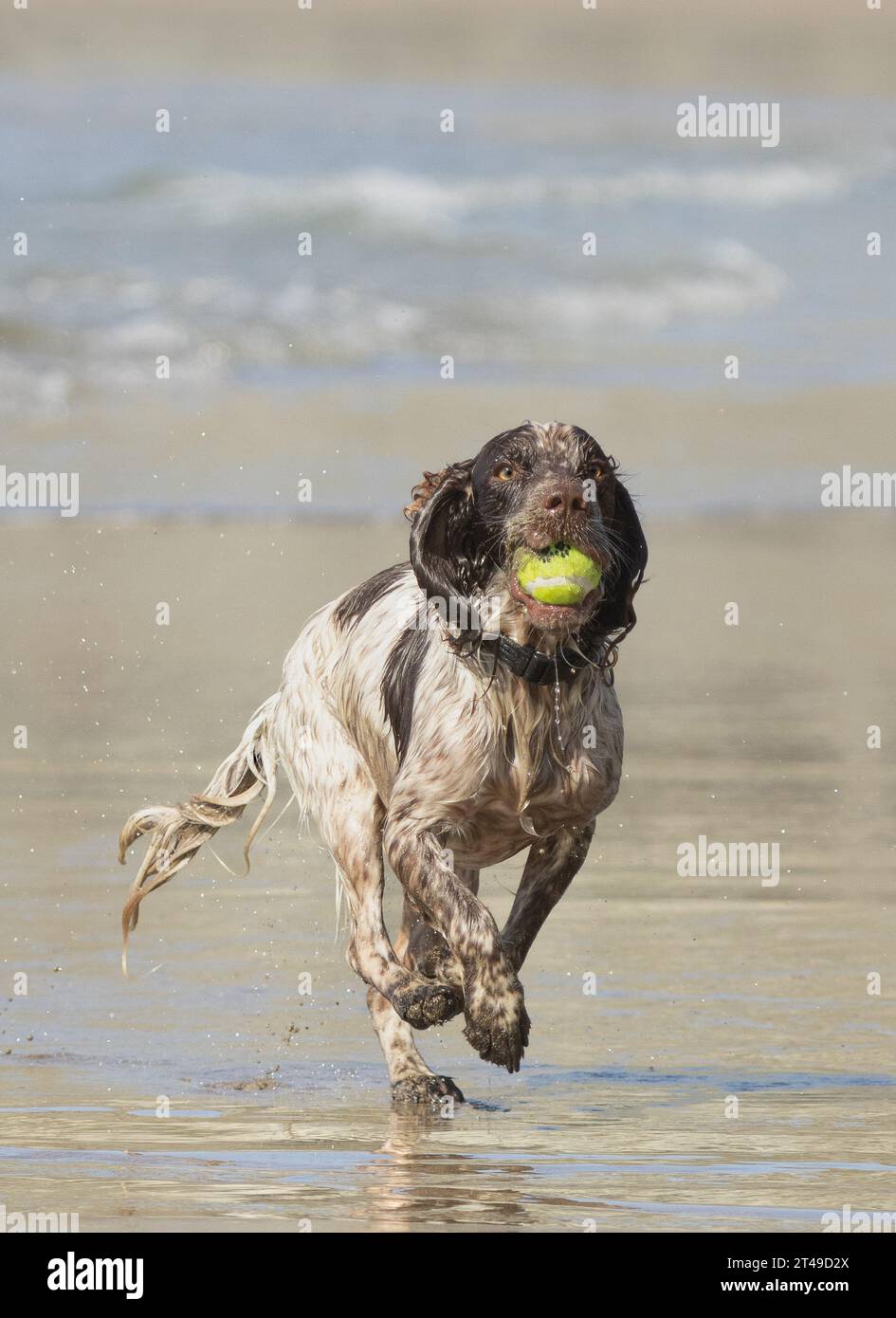 cocker spaniel at the beach with ball. uk Stock Photo