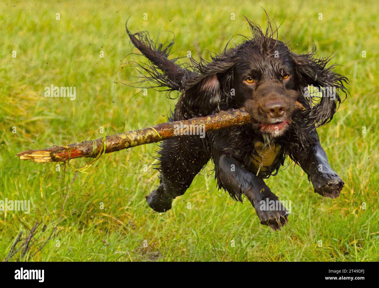 cocker spaniel running with stick Stock Photo