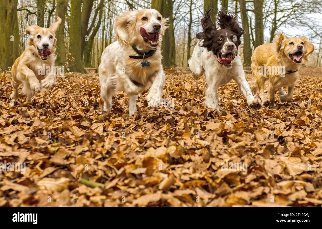 four cocker spaniels running Stock Photo