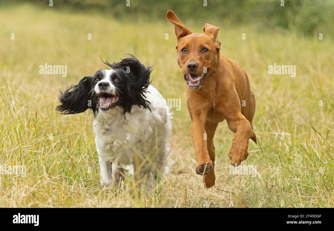 Foxred labrador and cocker spaniel running Stock Photo