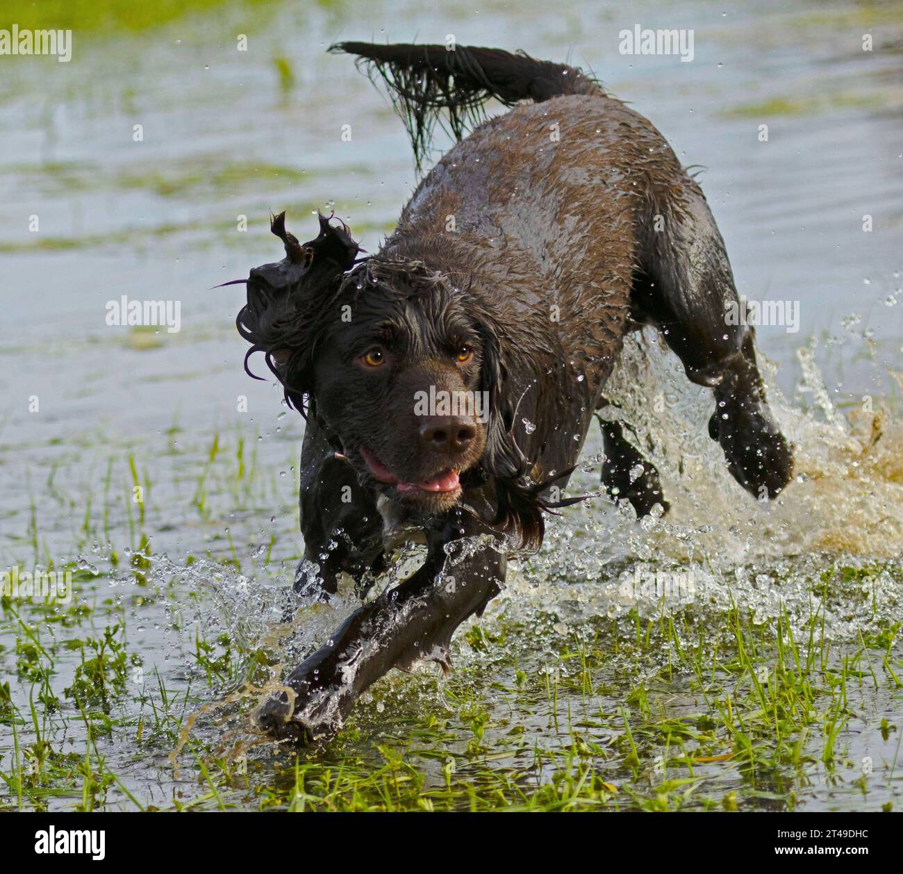 cocker spaniel in water Stock Photo