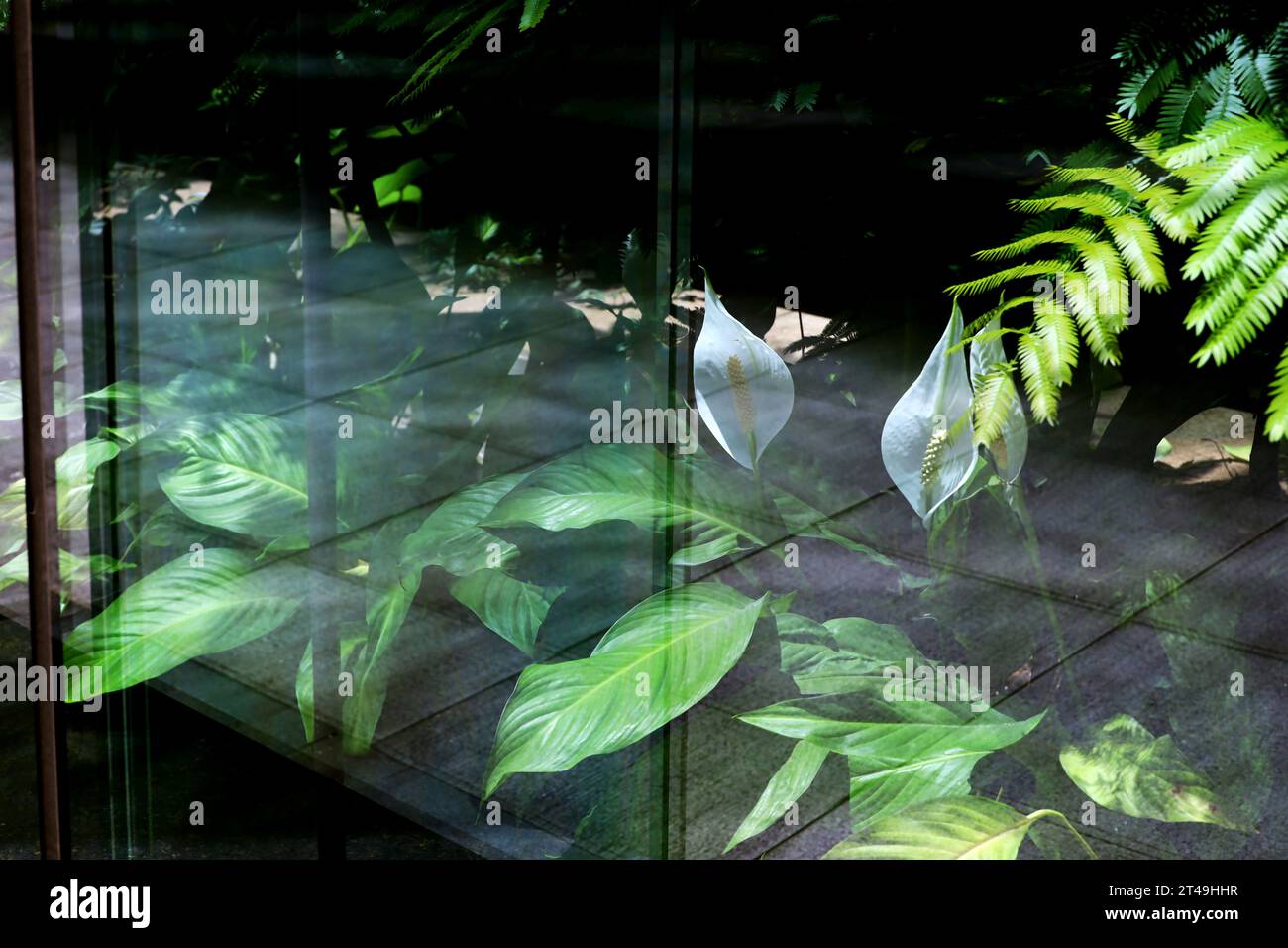 Tokyo Street View “Plants that live in the city” Stock Photo