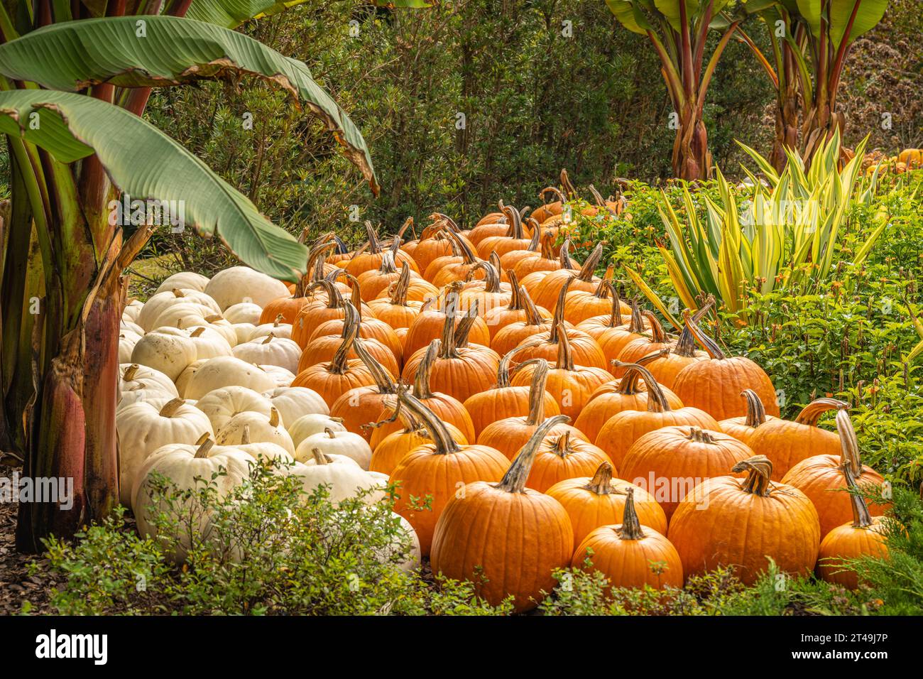 Pumpkin patch at the Atlanta Botanical Garden in Midtown Atlanta, (USA Stock Photo Alamy