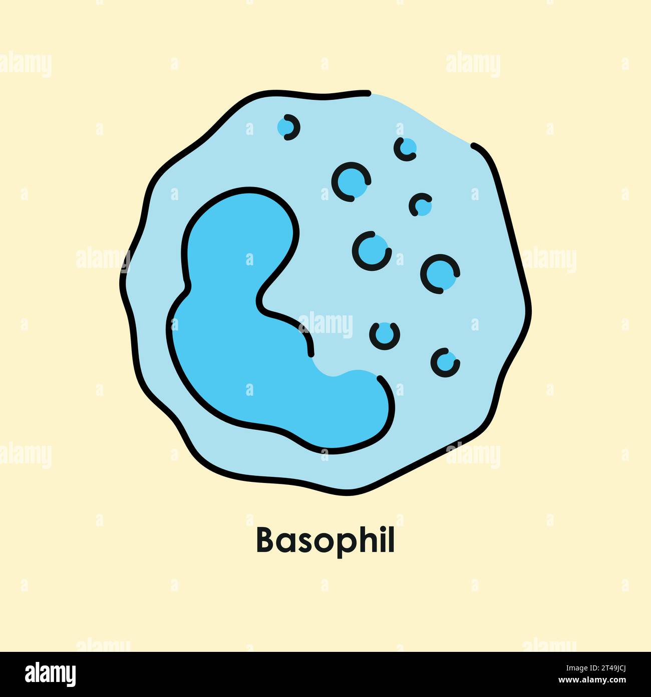 Basophil color icon. White blood cells in the blood vessels. Vector isolated illustration. Stock Vector