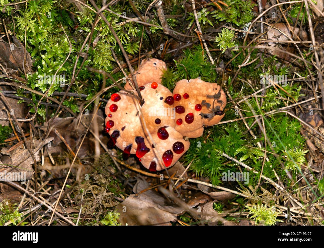 One of the rare mushrooms, the bleeding hedgehog Stock Photo