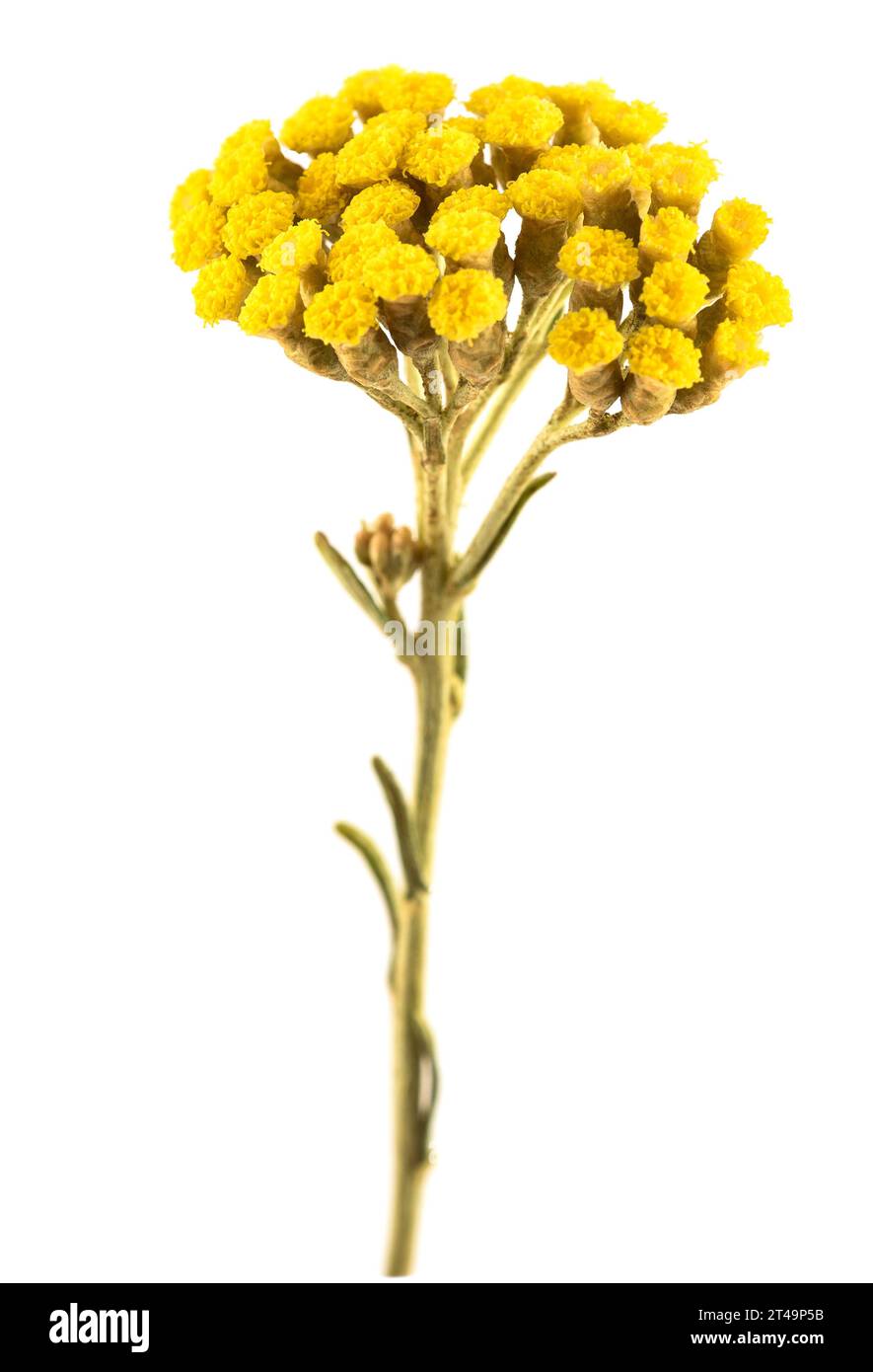 Helichrysum flowers isolated on white background Stock Photo